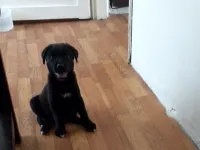 60günlük belçika melinois jet black