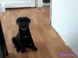 60günlük belçika melinois jet black