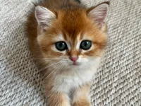 British shorthair golden shaded 2 aylık yavru dişi