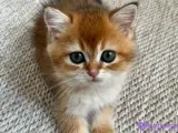 British shorthair golden shaded 2 aylık yavru dişi