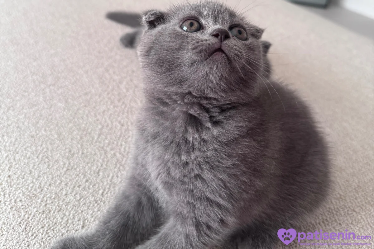 Scottish Fold erkek 5