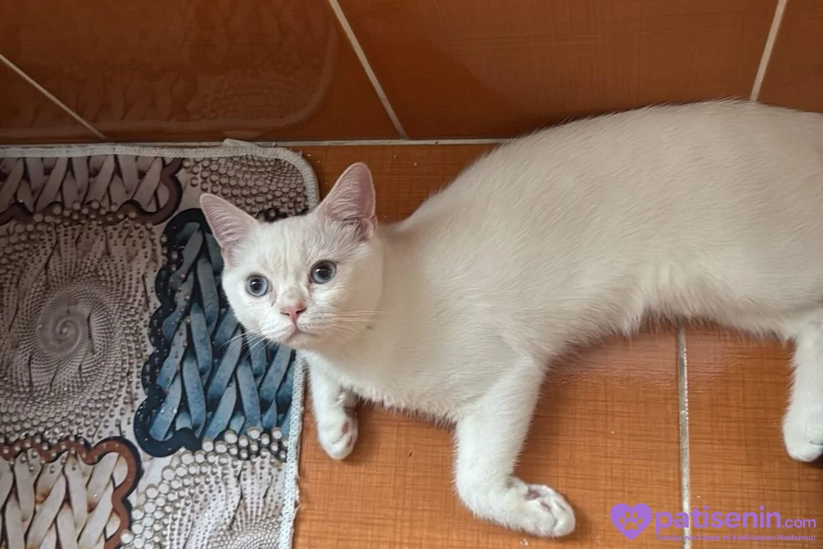 5 Aylık British Shorthair Beyaz 4