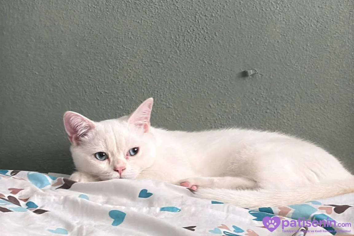 5 Aylık British Shorthair Beyaz 3
