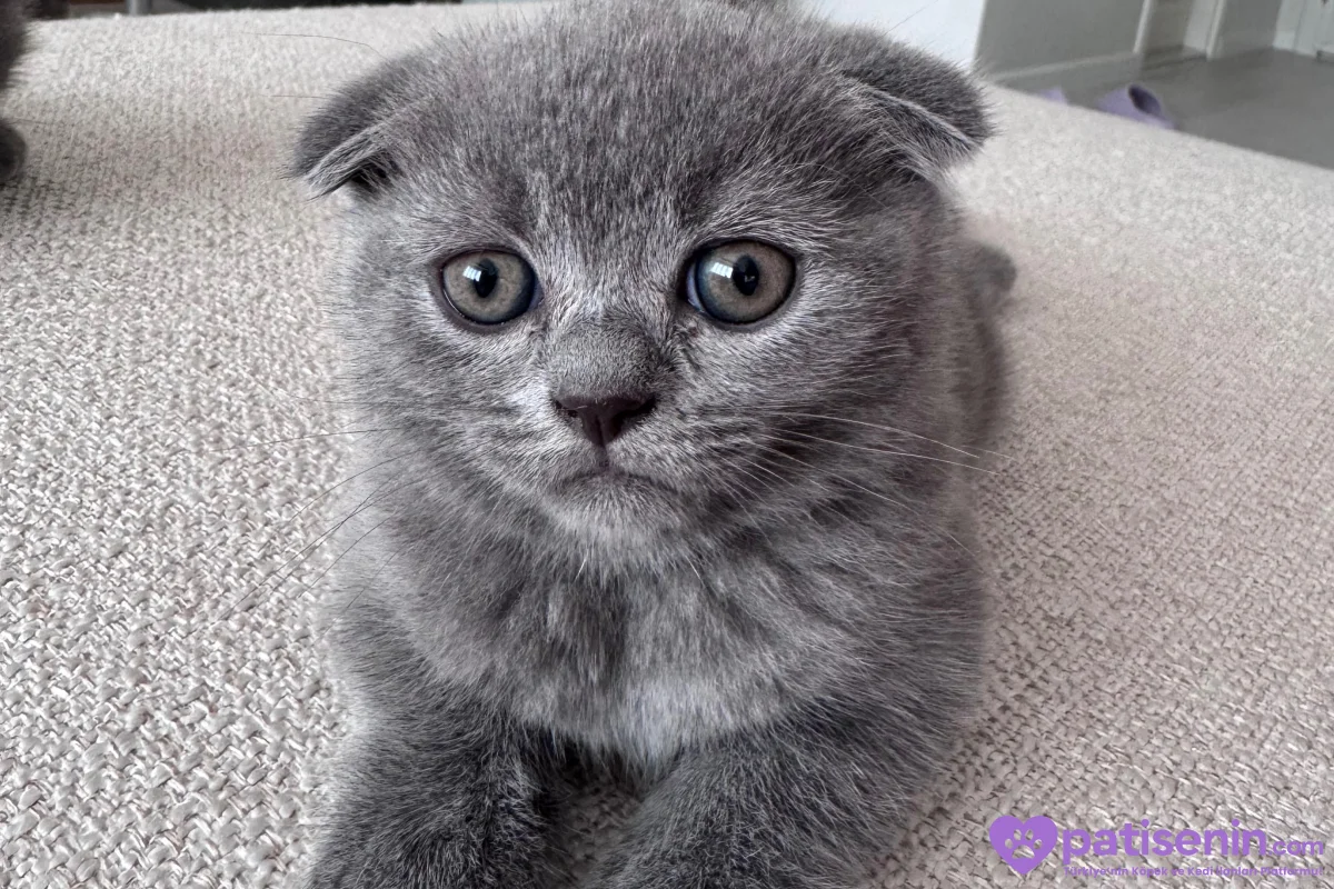 Scottish Fold erkek 9