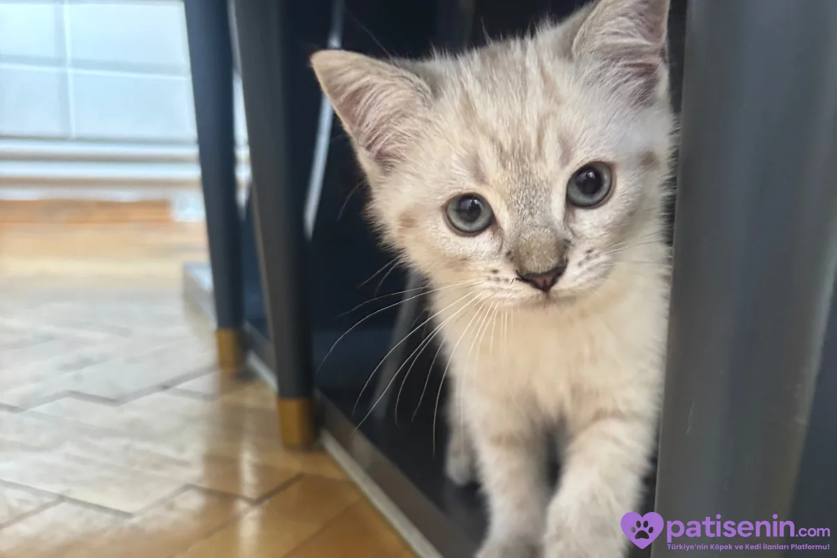British shorthair blue point 1