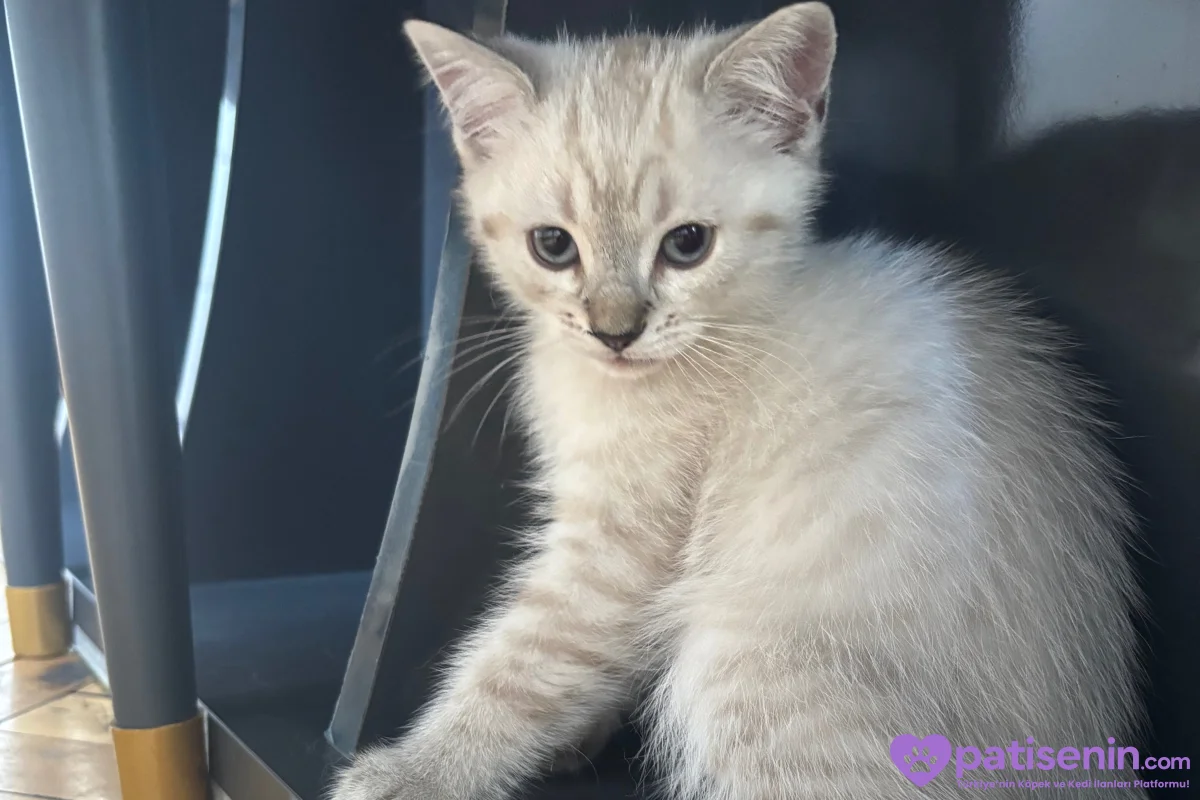 British shorthair blue point 3