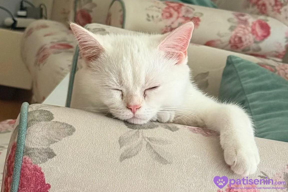 5 Aylık British Shorthair Beyaz 5