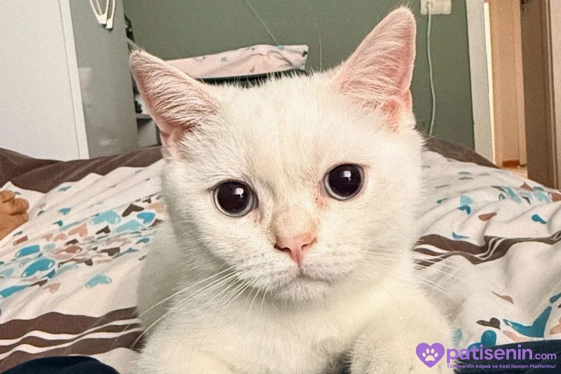 5 Aylık British Shorthair Beyaz 2