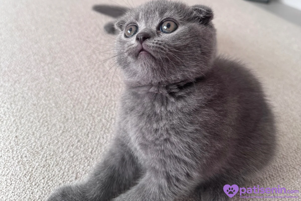 Scottish Fold erkek 6