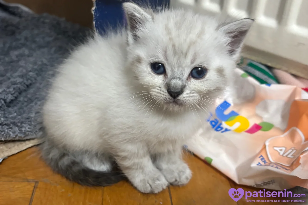 British shorthair blue point 5