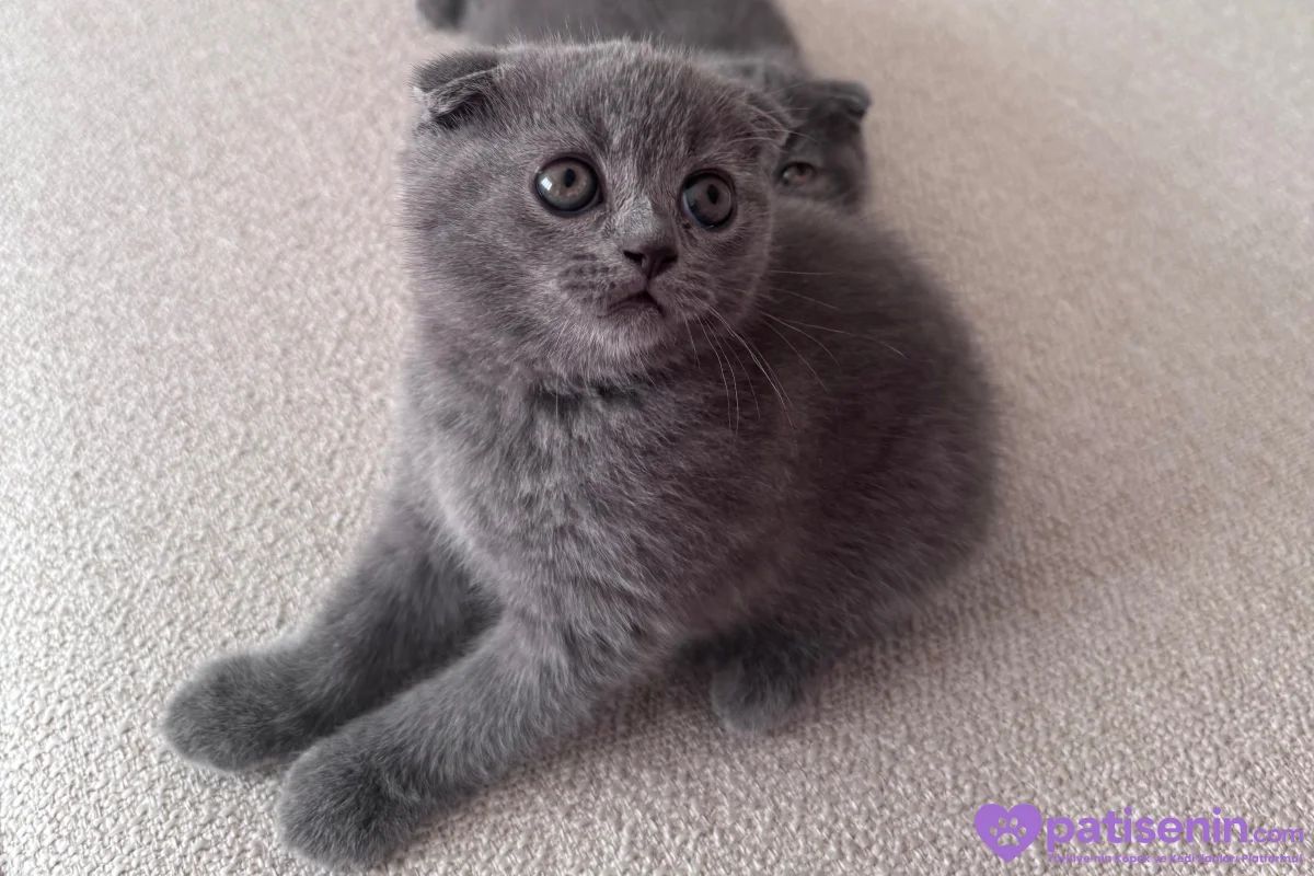 Scottish Fold erkek 4