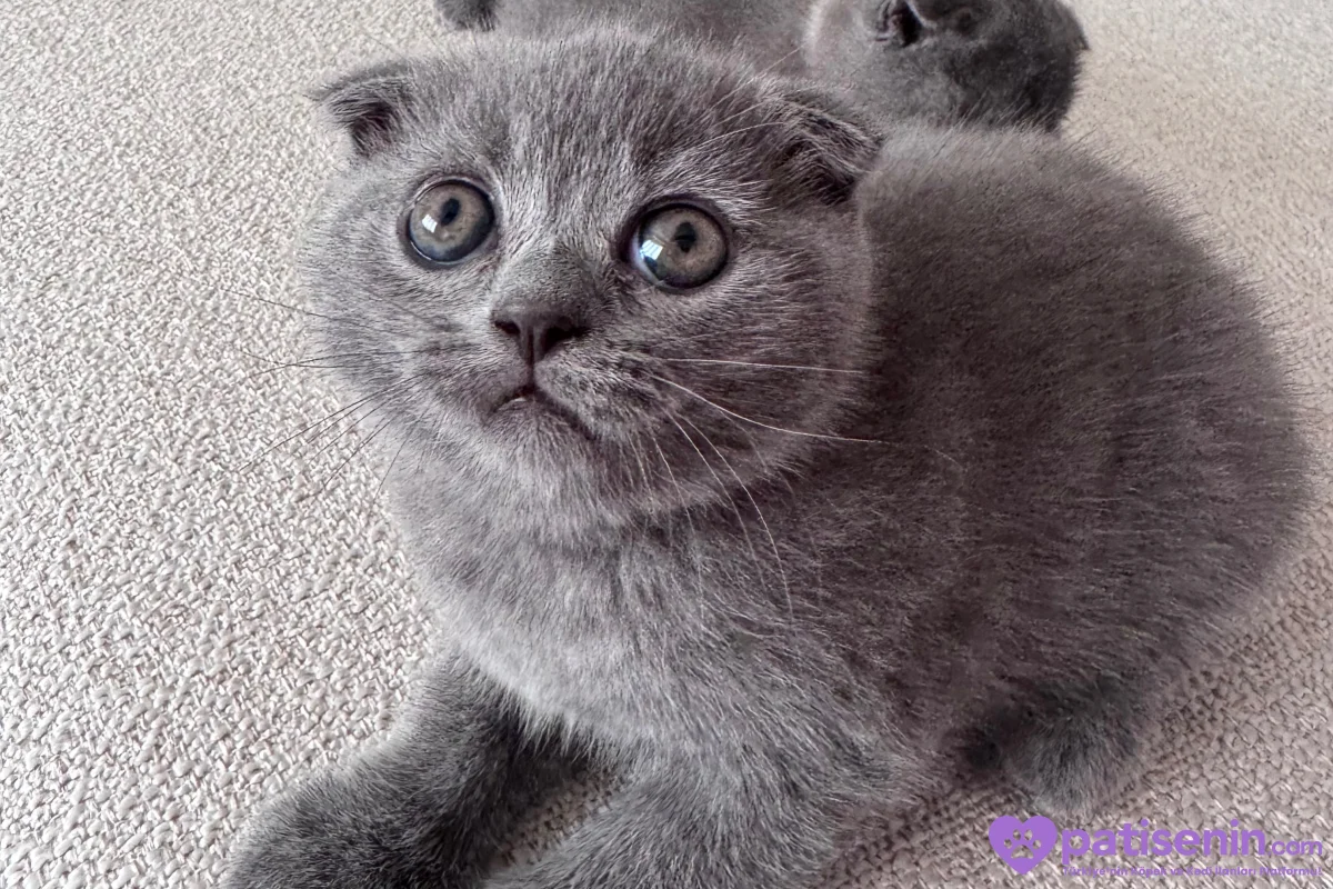 Scottish Fold erkek 2