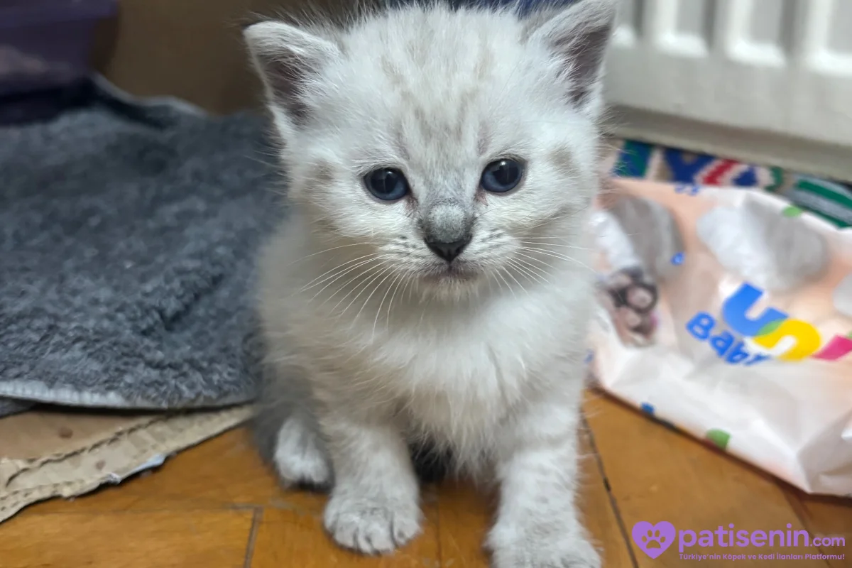 British shorthair blue point 4