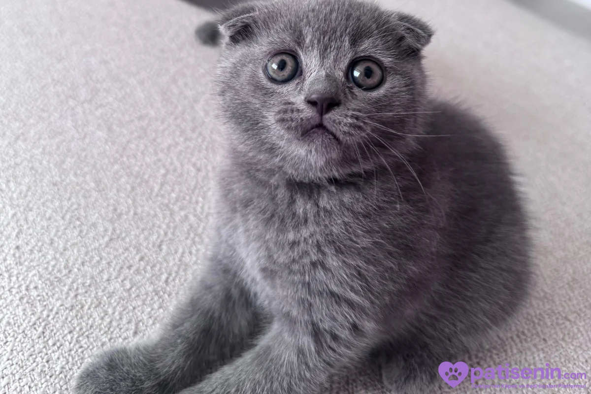 Scottish Fold erkek 7