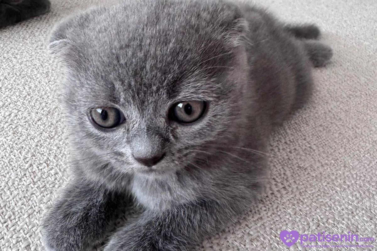Scottish Fold erkek 10