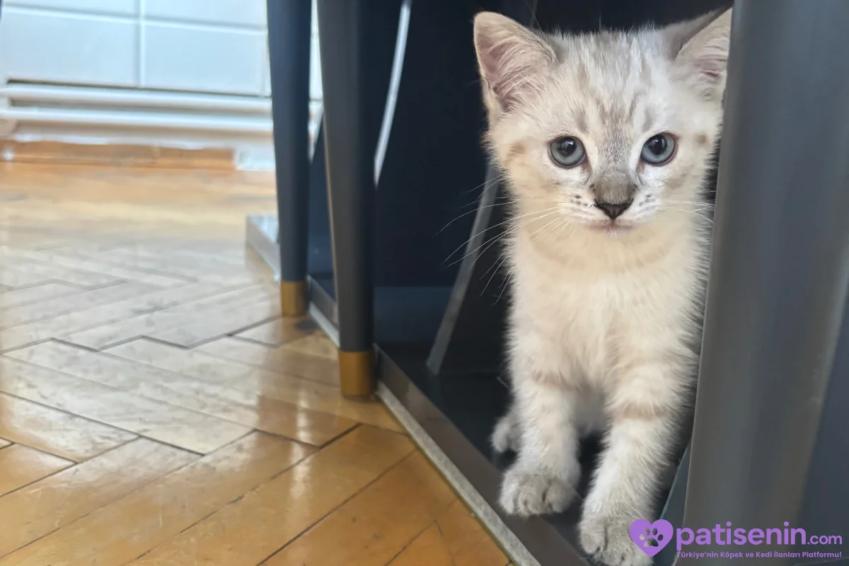British shorthair blue point 2