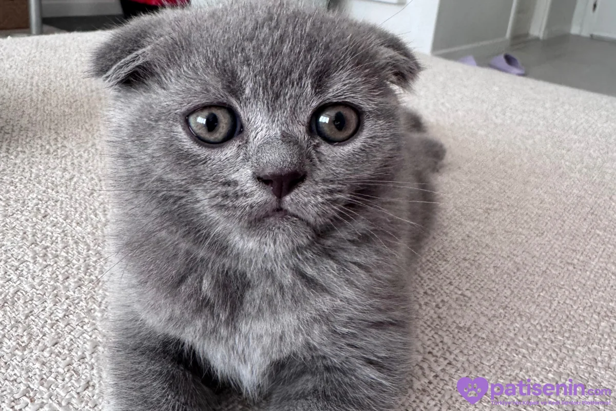 Scottish Fold erkek 8