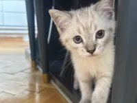 British shorthair blue point