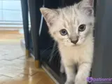 British shorthair blue point