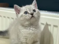 British shorthair (uyguna)