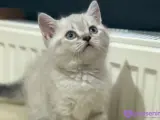 British shorthair (uyguna)