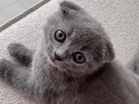 Scottish Fold erkek
