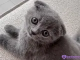 Scottish Fold erkek