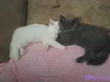 11 aylik iki erkek kedimize sicak bir yuva ariyoruz