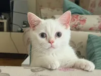 5 Aylık British Shorthair Beyaz