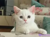 5 Aylık British Shorthair Beyaz