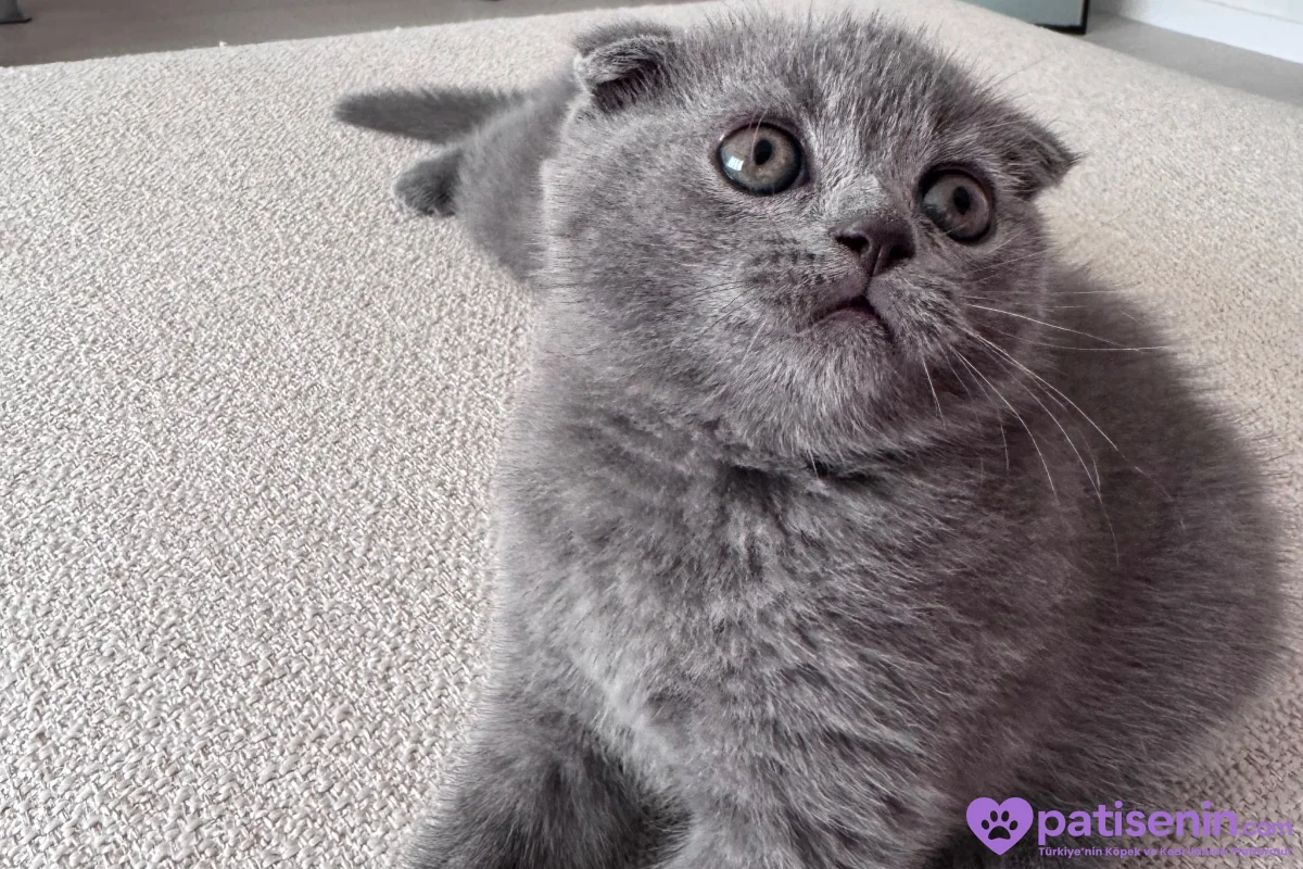 Scottish Fold erkek 3