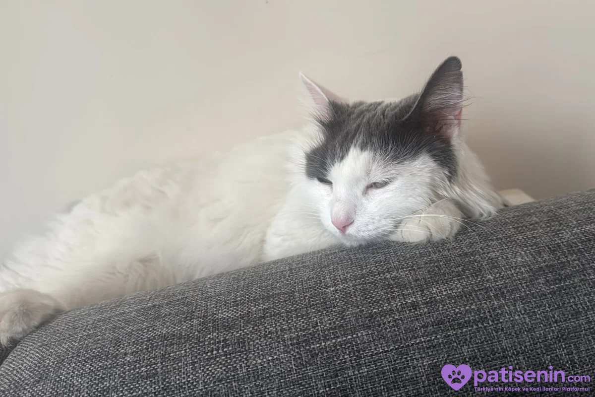 4 Yaş Tekir Kedi 2