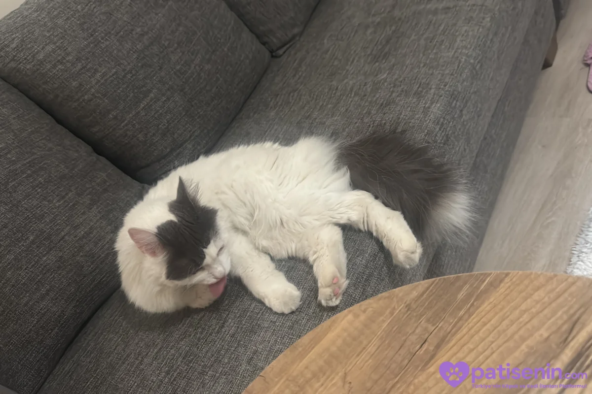 4 Yaş Tekir Kedi 3