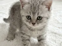 Güzellikler yeni yuvaya gitmeye hazır