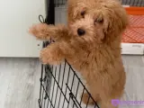Safkan Toy Poodle Yavrumuz Çok Sevecen