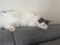 4 Yaş Tekir Kedi