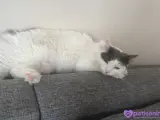 4 Yaş Tekir Kedi