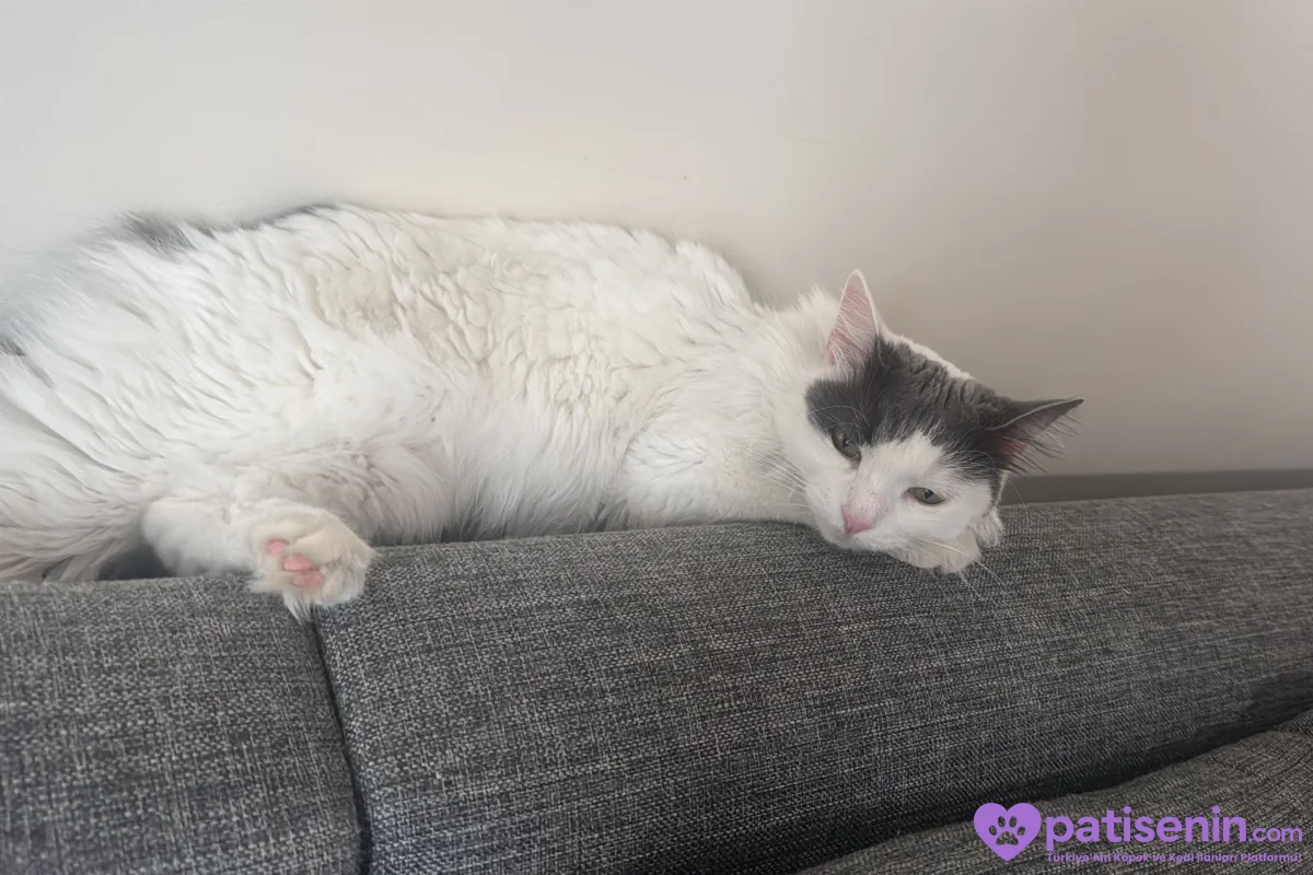 4 Yaş Tekir Kedi 1