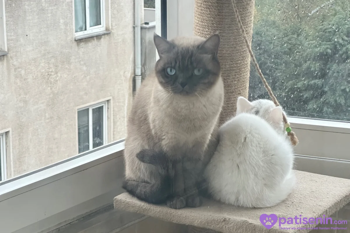 Safkan British Shorthair Yavrumuz 3