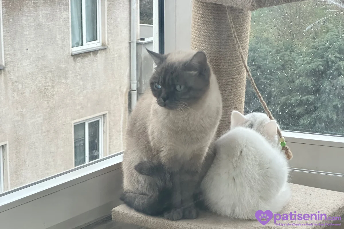 Safkan British Shorthair Yavrumuz 6