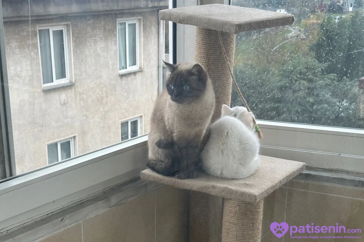 Safkan British Shorthair Yavrumuz 5