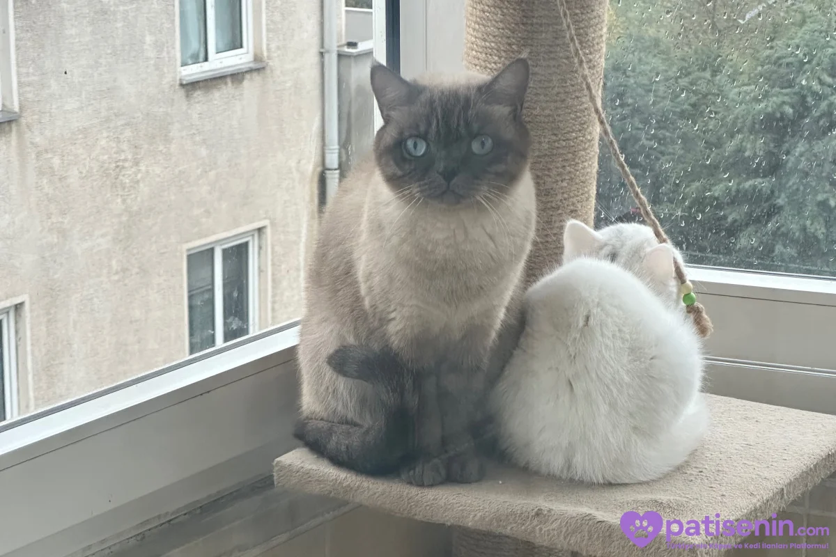 Safkan British Shorthair Yavrumuz 2