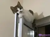 3 Yaşında tatlı Tekir Kedi Mikasa