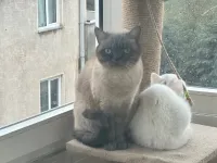 Safkan British Shorthair Yavrumuz