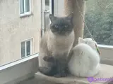 Safkan British Shorthair Yavrumuz