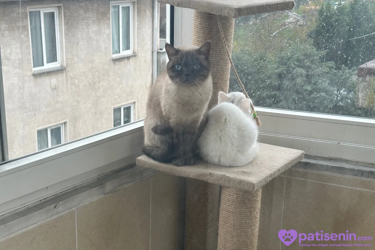 Safkan British Shorthair Yavrumuz 4