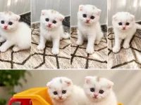 Scottish Fold Beyaz Erkek Yavrularımız