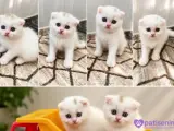 Scottish Fold Beyaz Erkek Yavrularımız
