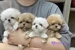TEACUP EV ORTAMI MALTESEEE 3