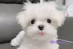 TEACUP EV ORTAMI MALTESEEE 2